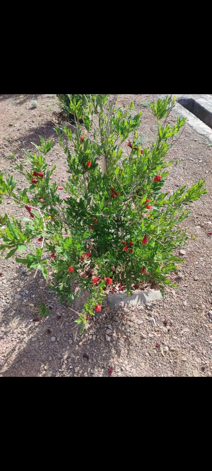 باغ دو کله مجوز دار