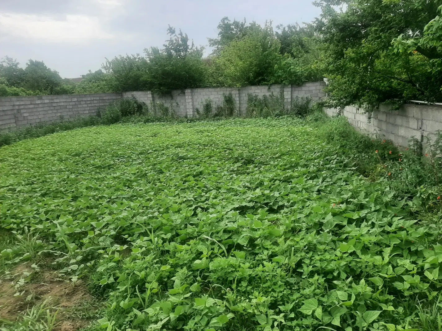 زمین ۳۲۱ سند تک‌برگ مسکونی با مجوز ساخت