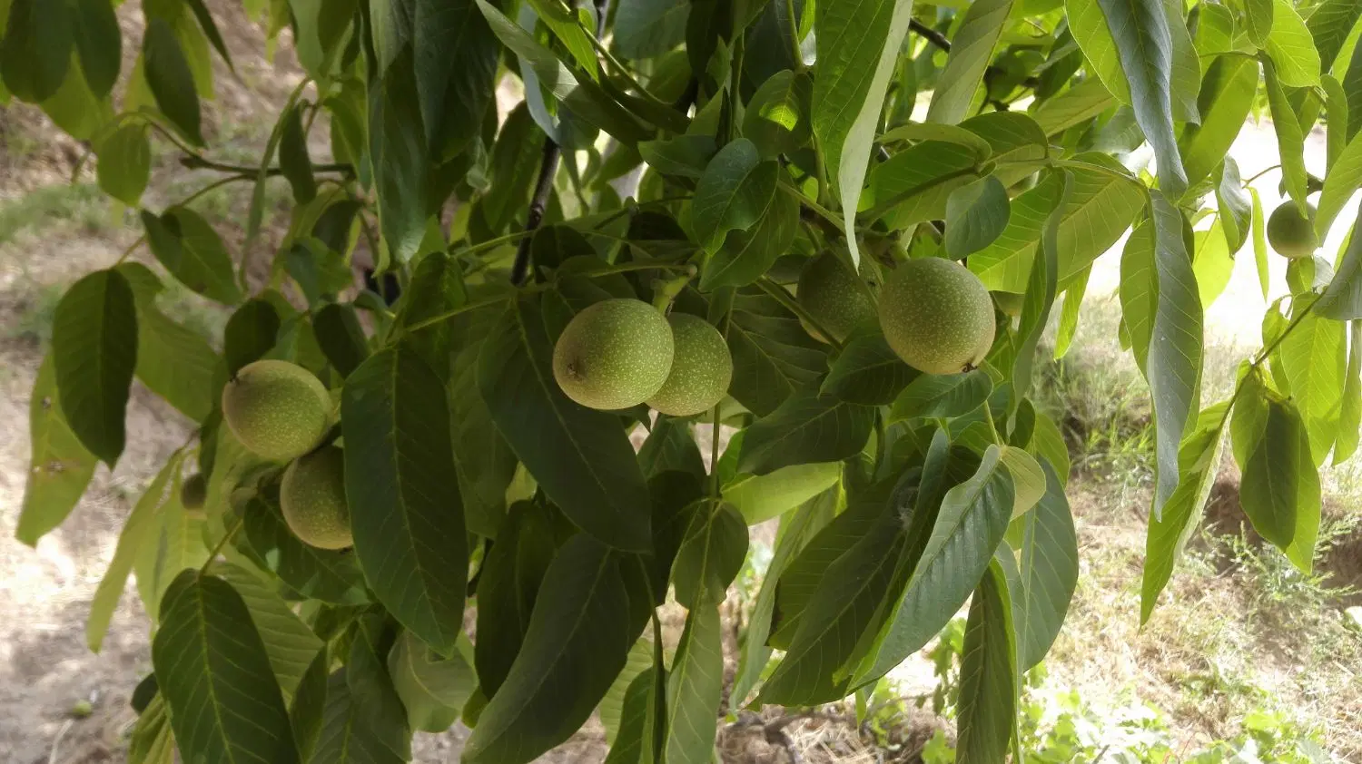 باغ میوه