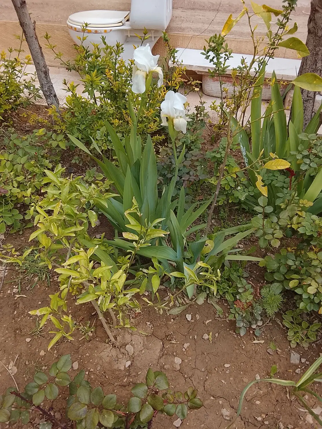 طبقه دوم ویلایی