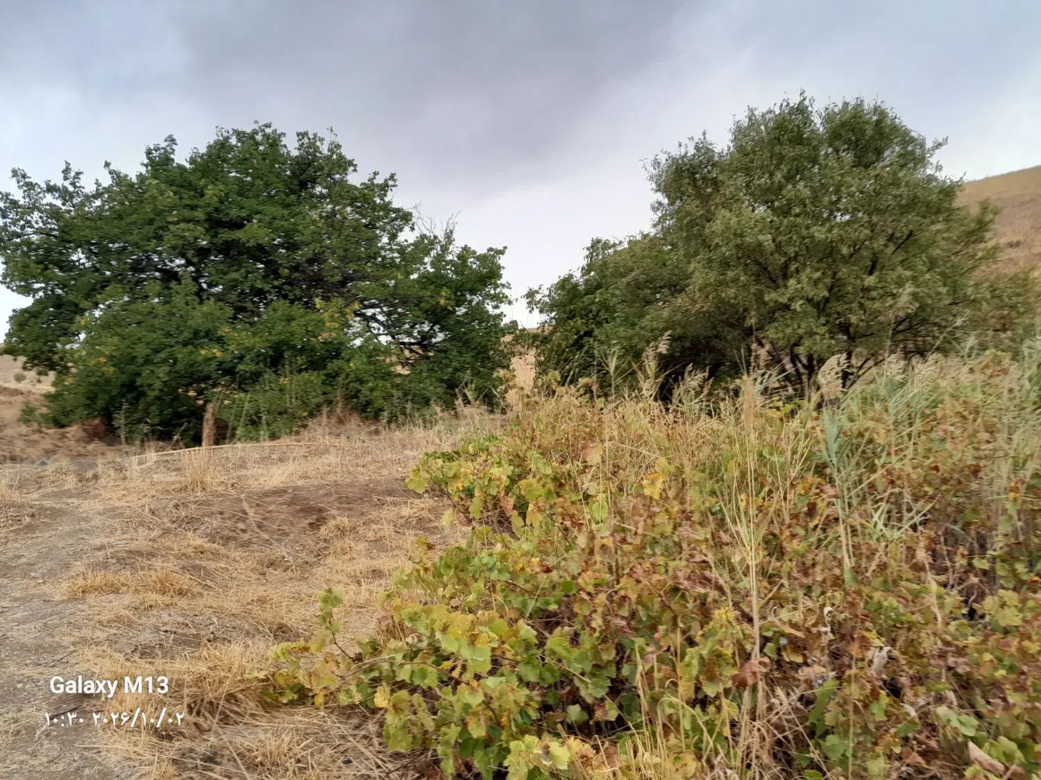 زمین کشاورزی