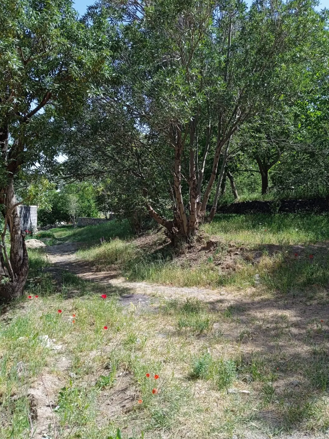 زمین ناب در کوچه چمن باغچه صدا و سیما