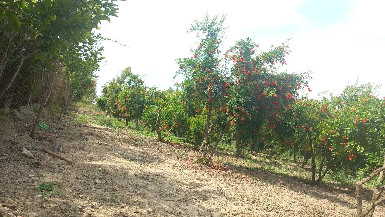 باغ انار و خرمالو