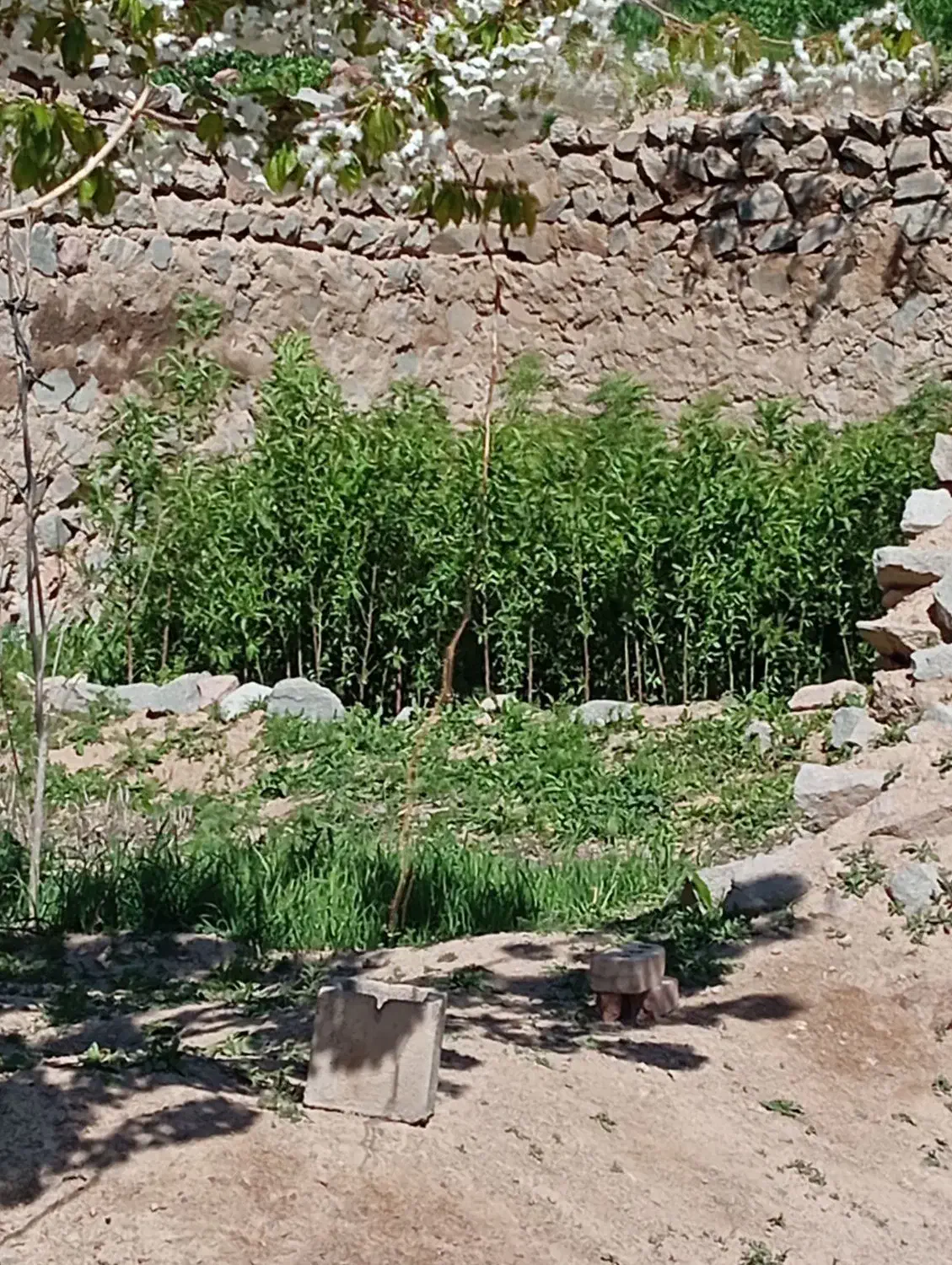 خانه باغ قدمگاه ،،400متر