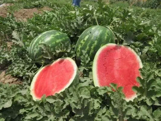 اجاره زمین زراعی برای کاشت هندوانه