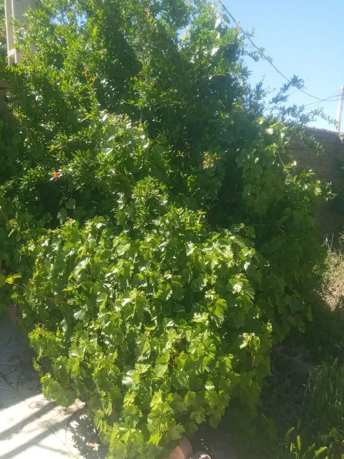 ۱۰۰۰متر باغچه با سهمیه آب در نجم اباد