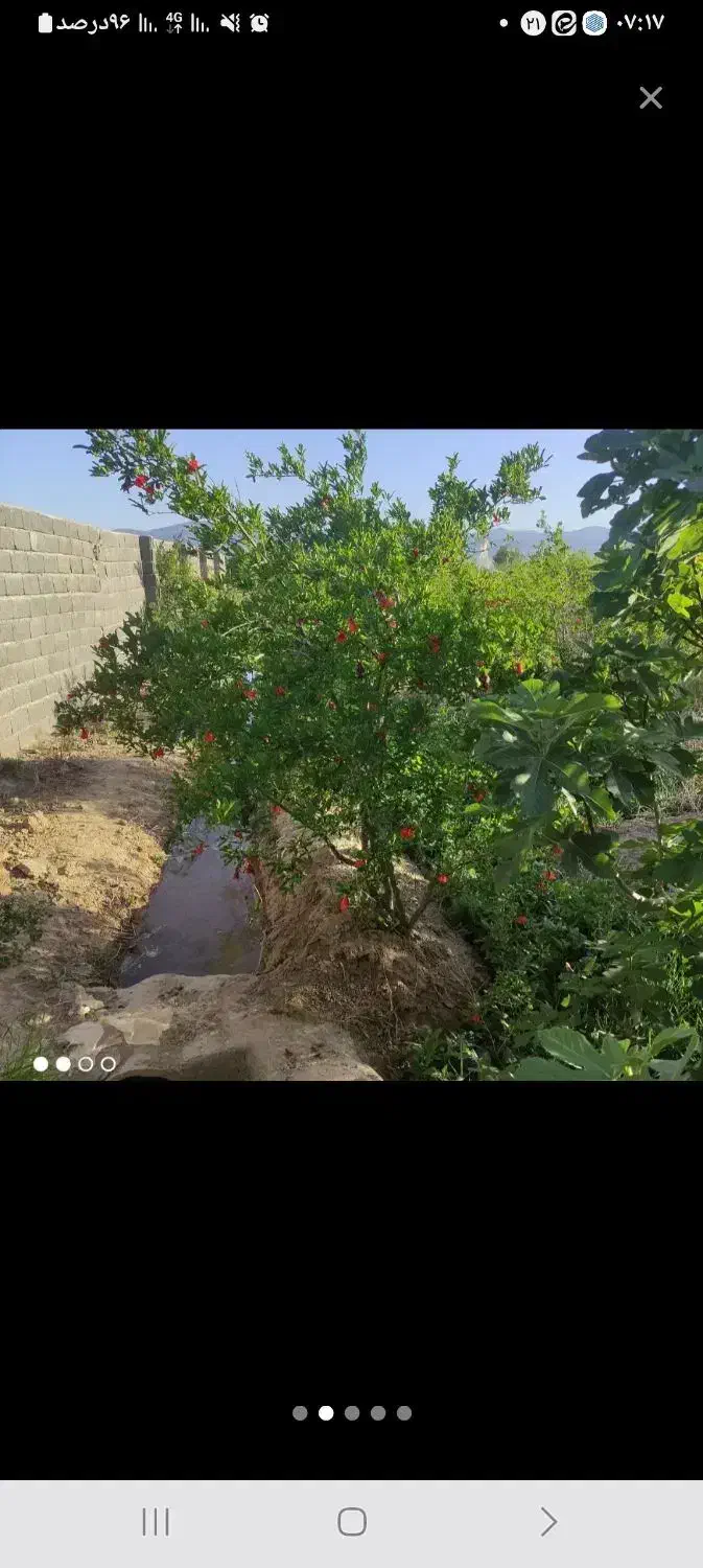 باغ