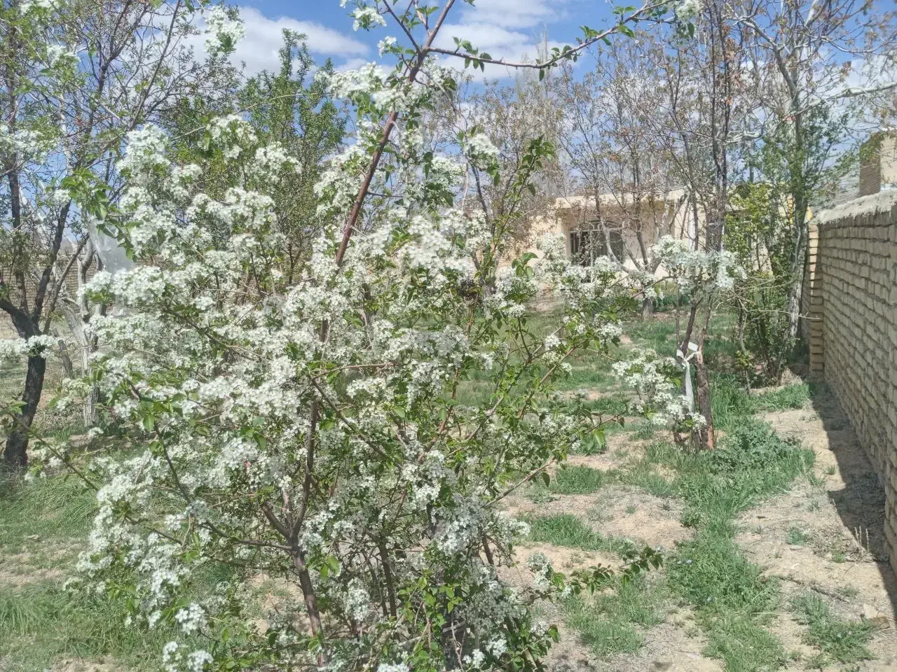 ویلایی