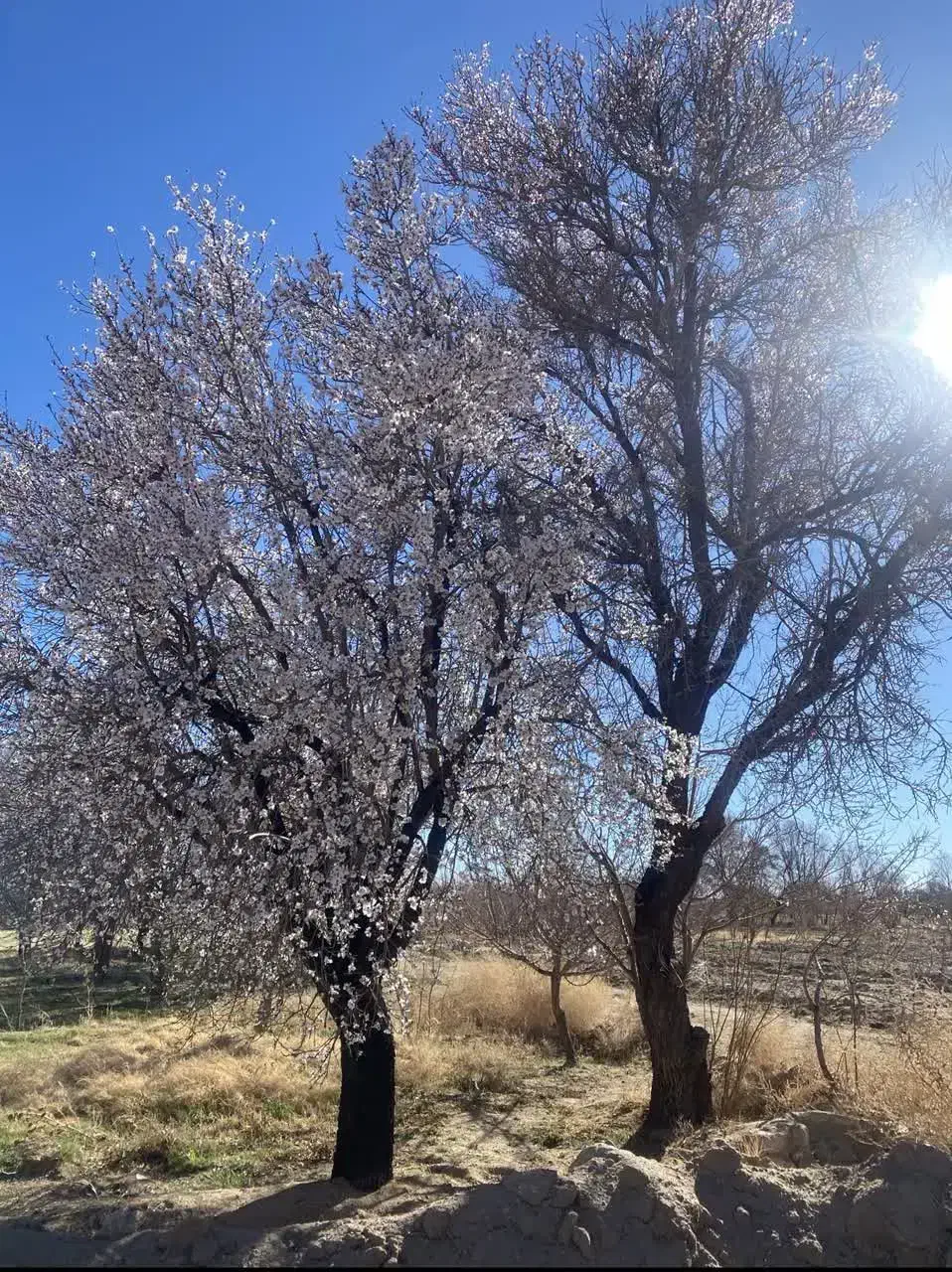 باغ میوه و زمین مسکونی احمدابادچهل گزی