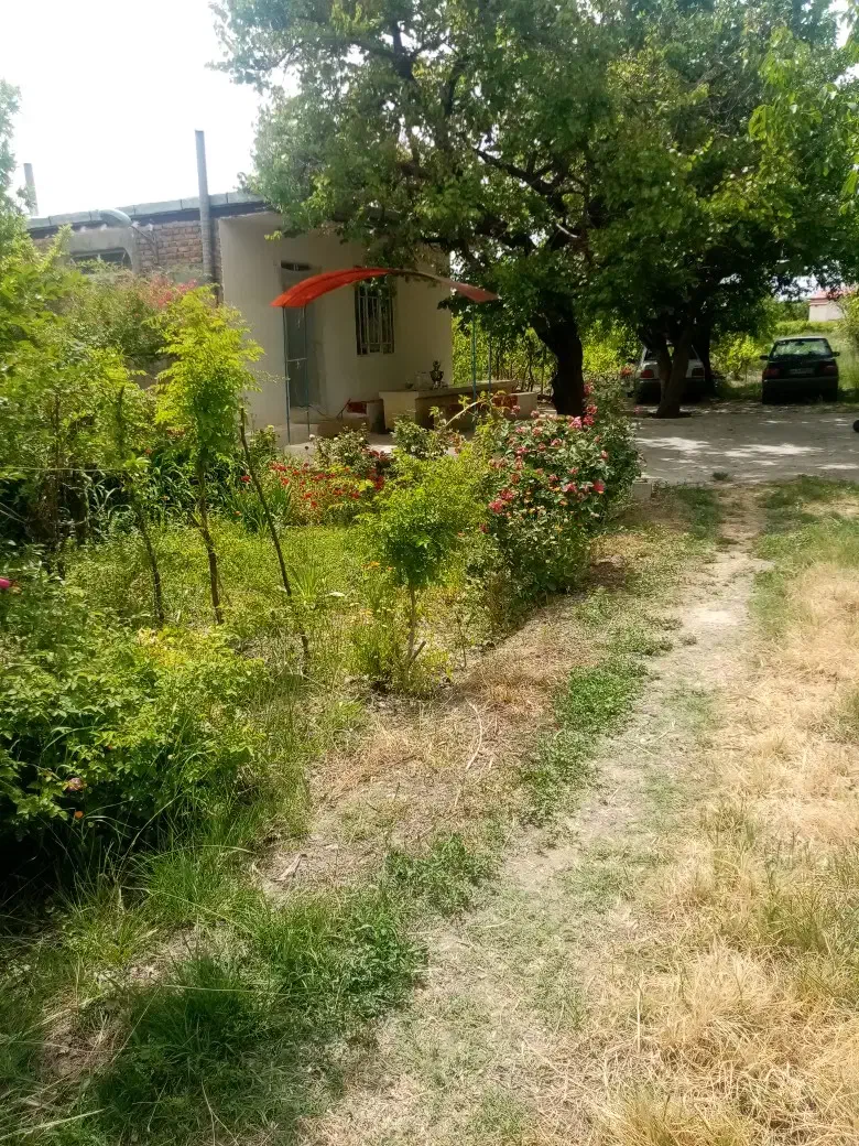 باغ انگور