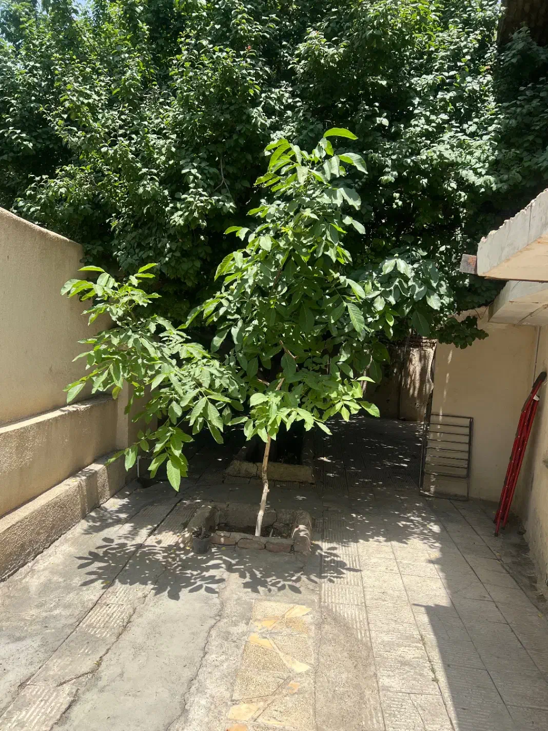 اجاره خونه ویلایی
