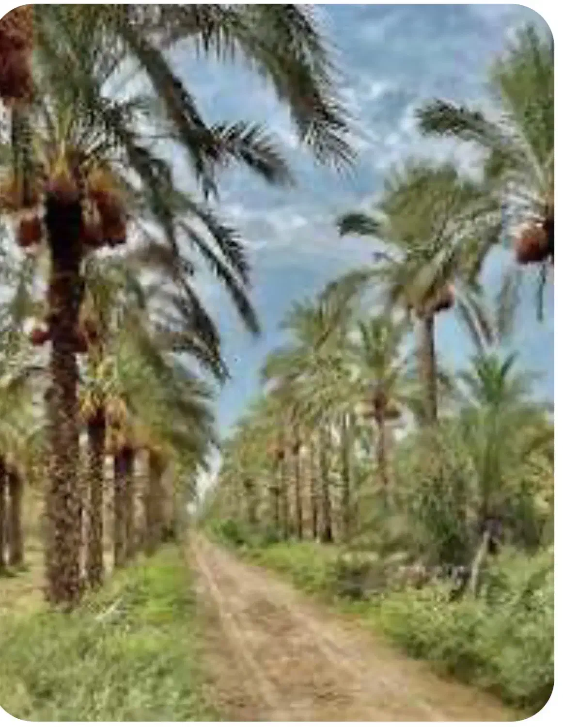 باغ پنج هزار متری جم