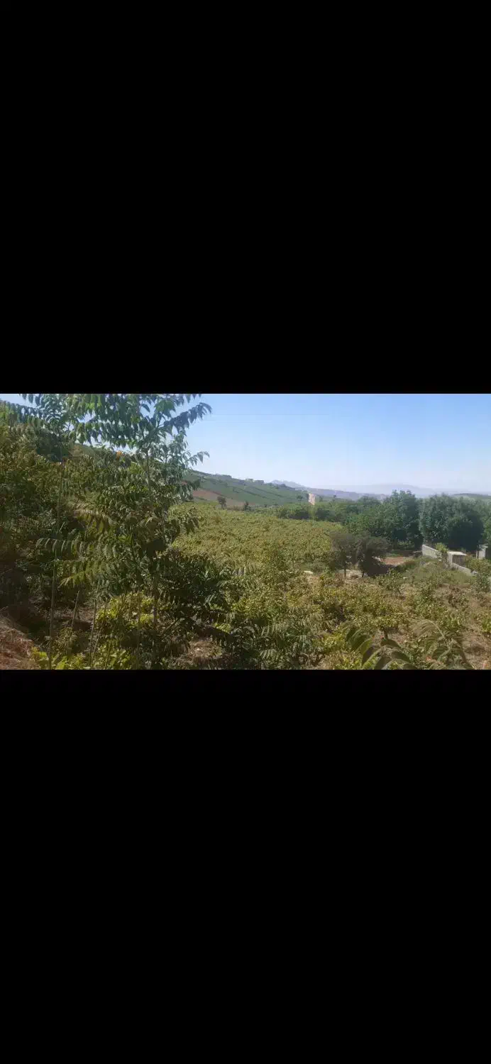 باغ انگور میم منظره بی نظیر