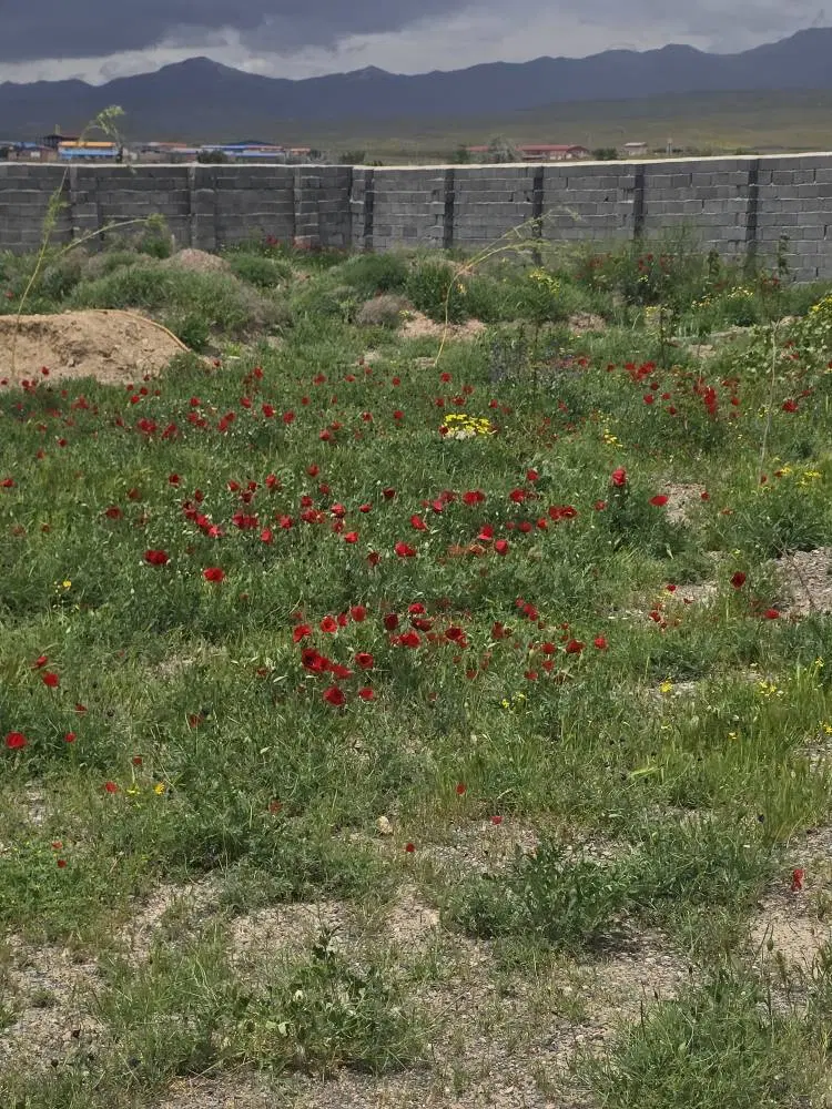 فروش زمین ویلایی حصار کشیده شبستر علیشاه