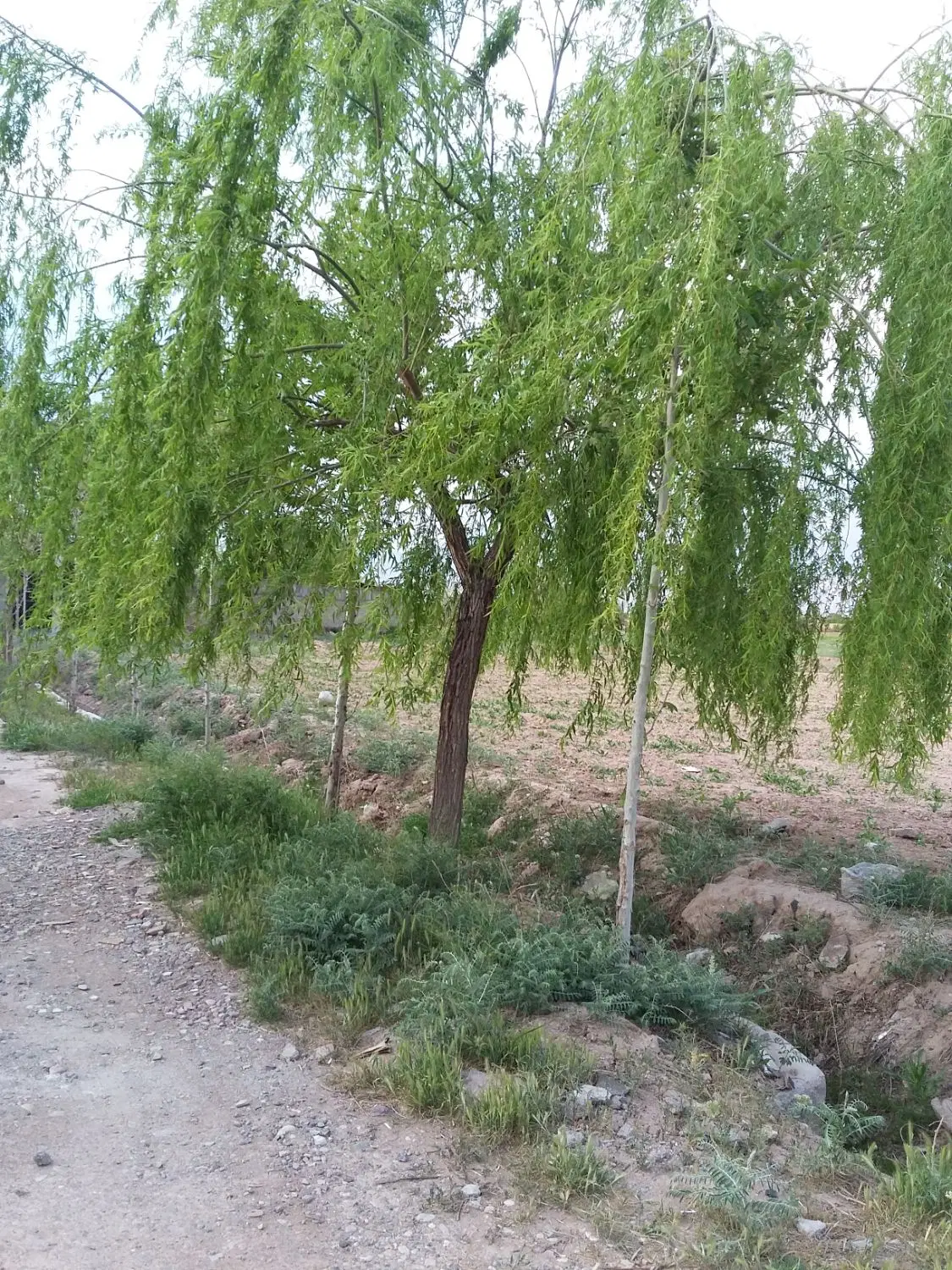 زمین فروشی