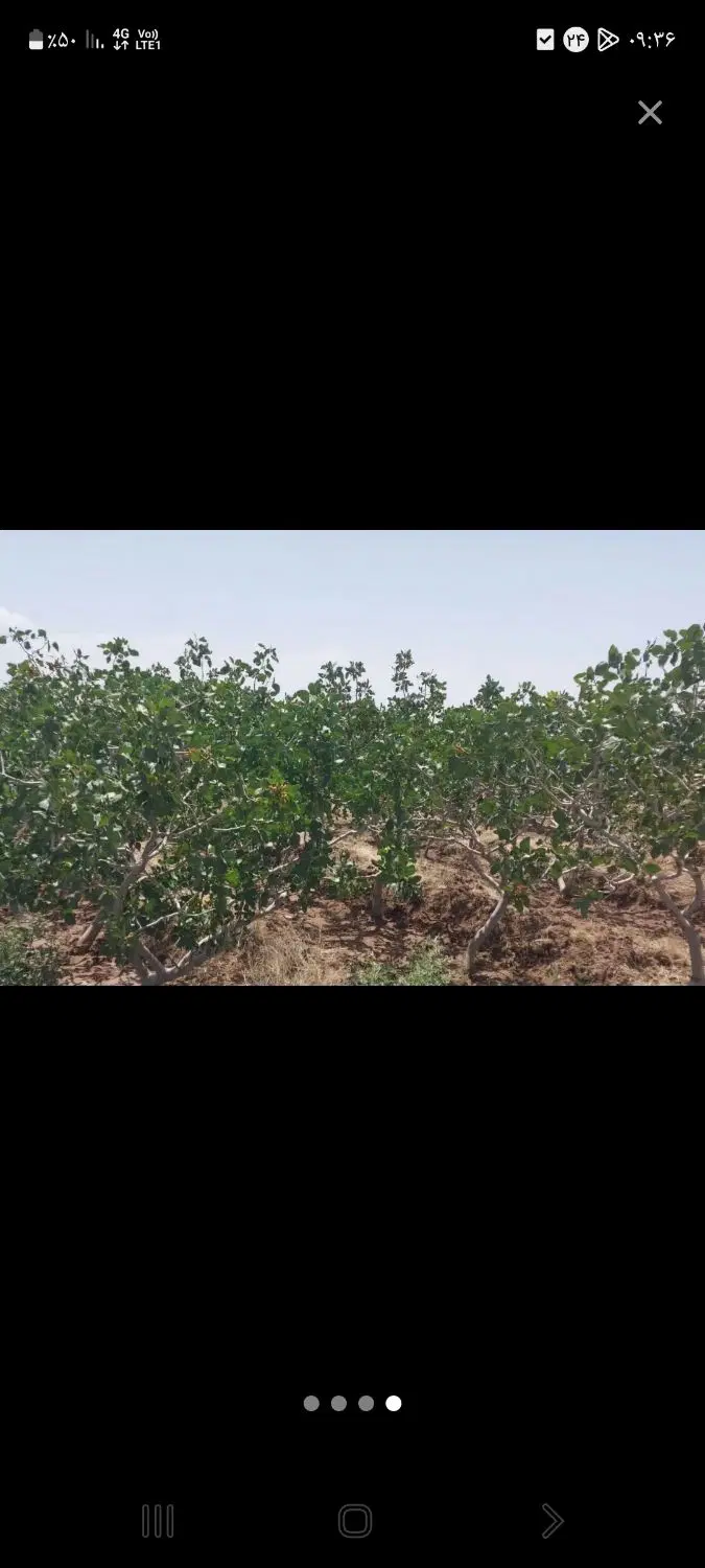 ۵۲۰۰ متر باغ پسته ۱۵ کیلومتری مشهد