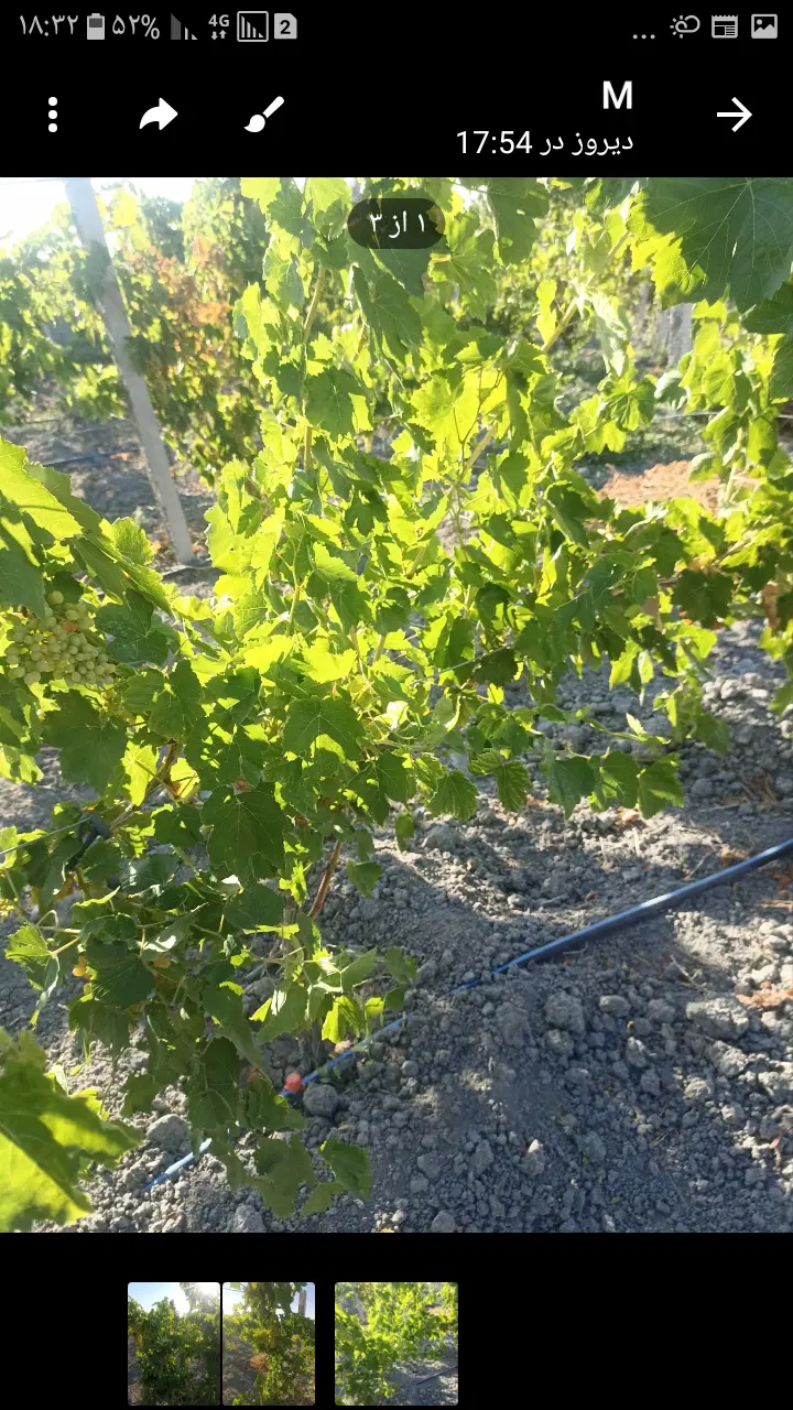 باغ انگور ایستاده ۱۰۰۰ متر روستای سعیدلو