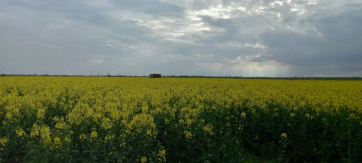 حیاط ولیعصر تختی
