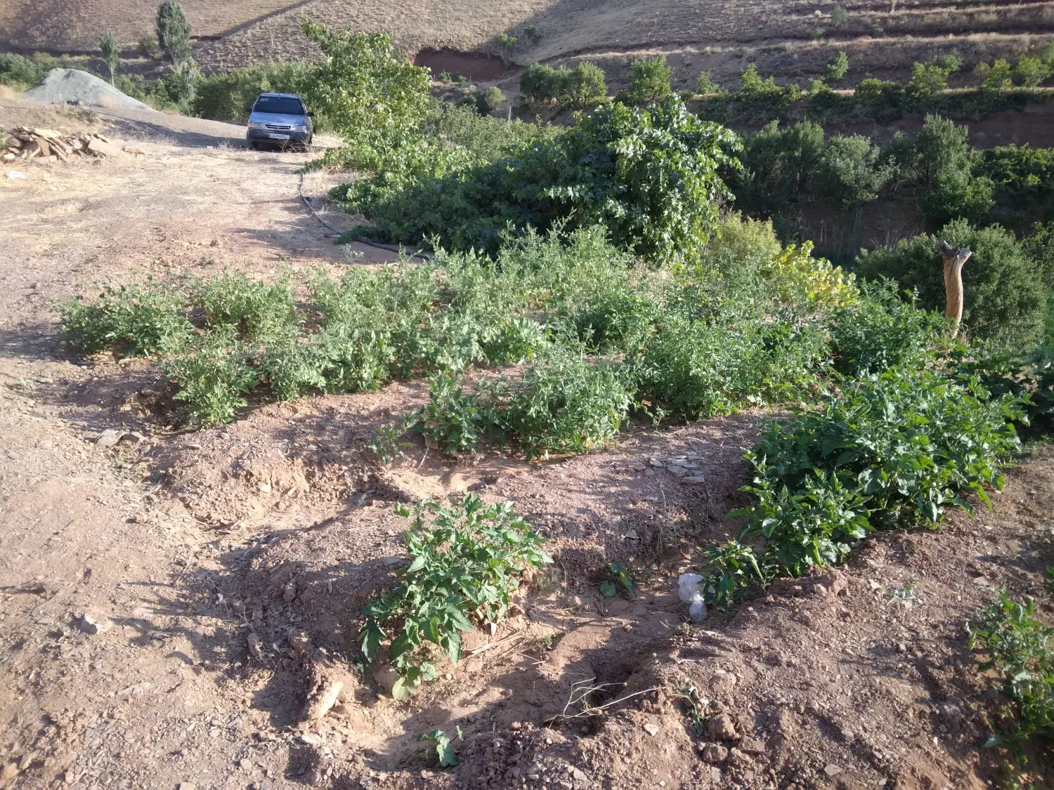 زمین کشاورزی