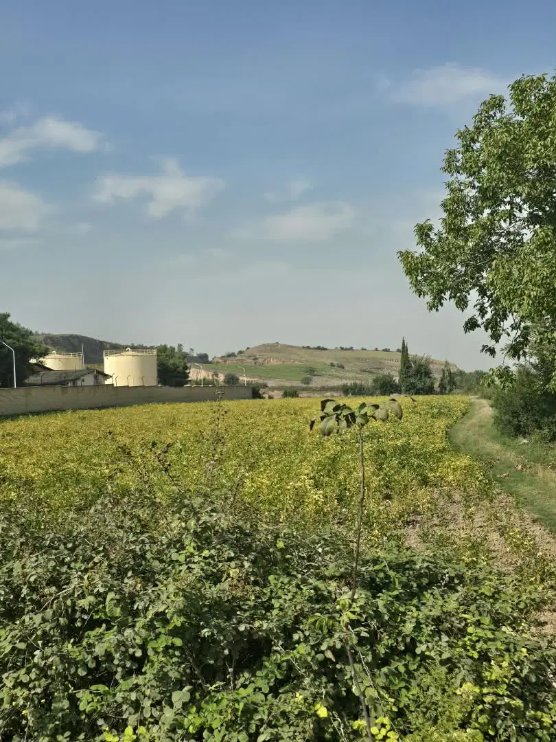 زمین