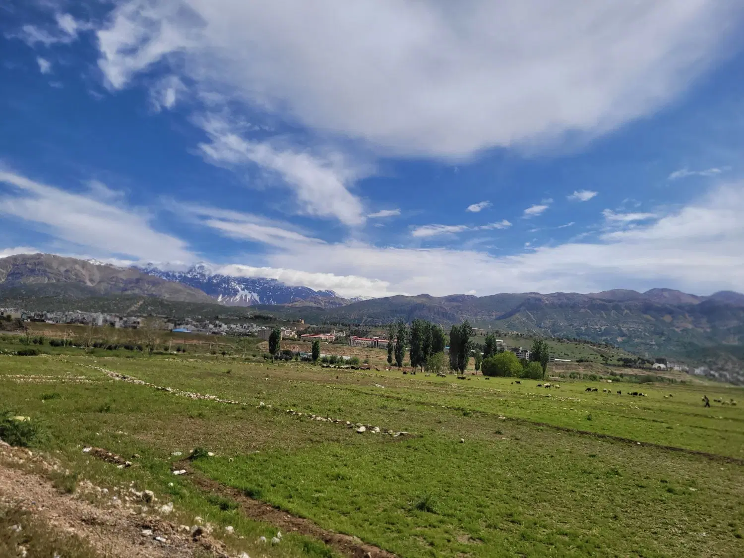 زمین تک برگ سند