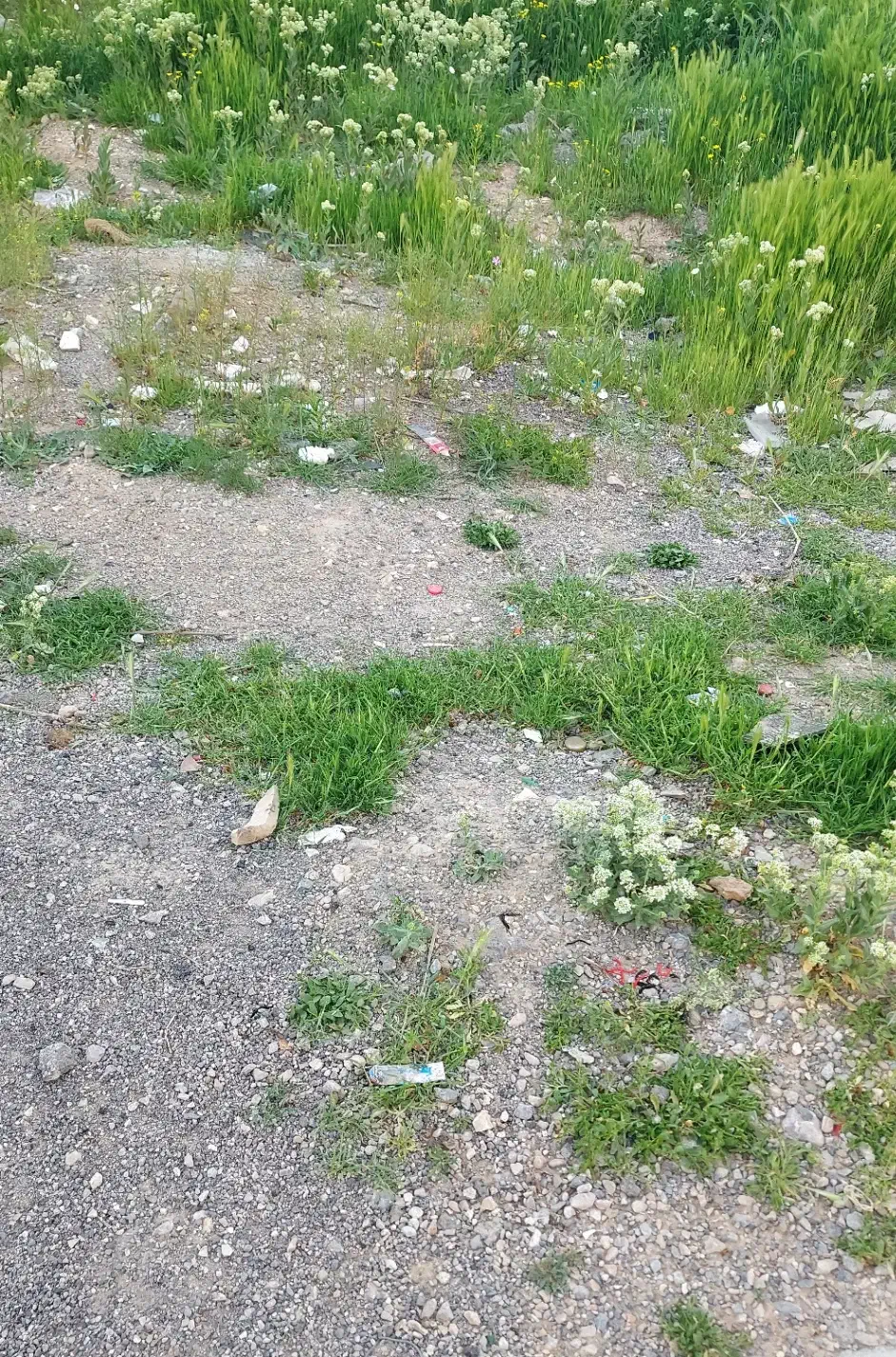 زمین کشاورزی