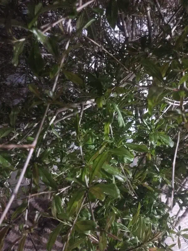 فروش باغ پلاس