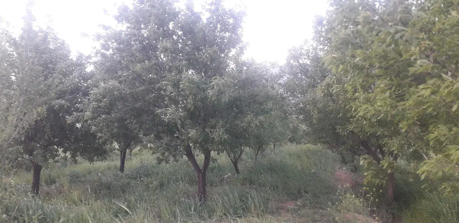 فروش باغ و زمین مناسب باغ کمالوند