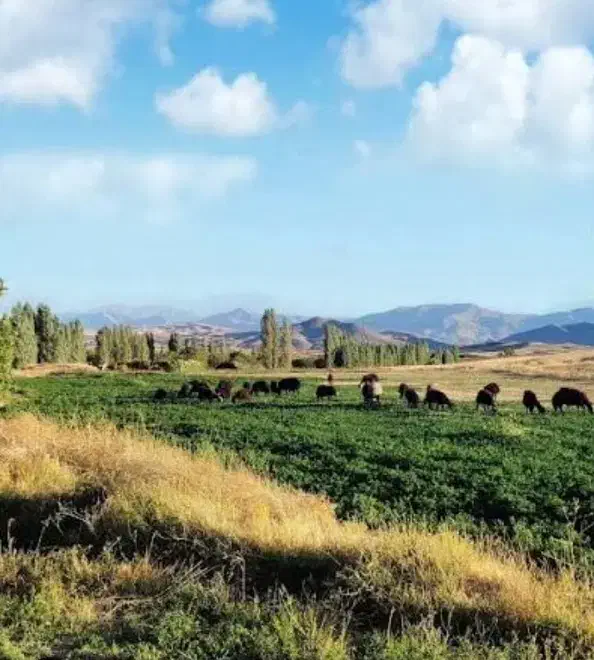 ۱ هکتار زمین آبی در عبدآباد با آب کافی جهت اجاره