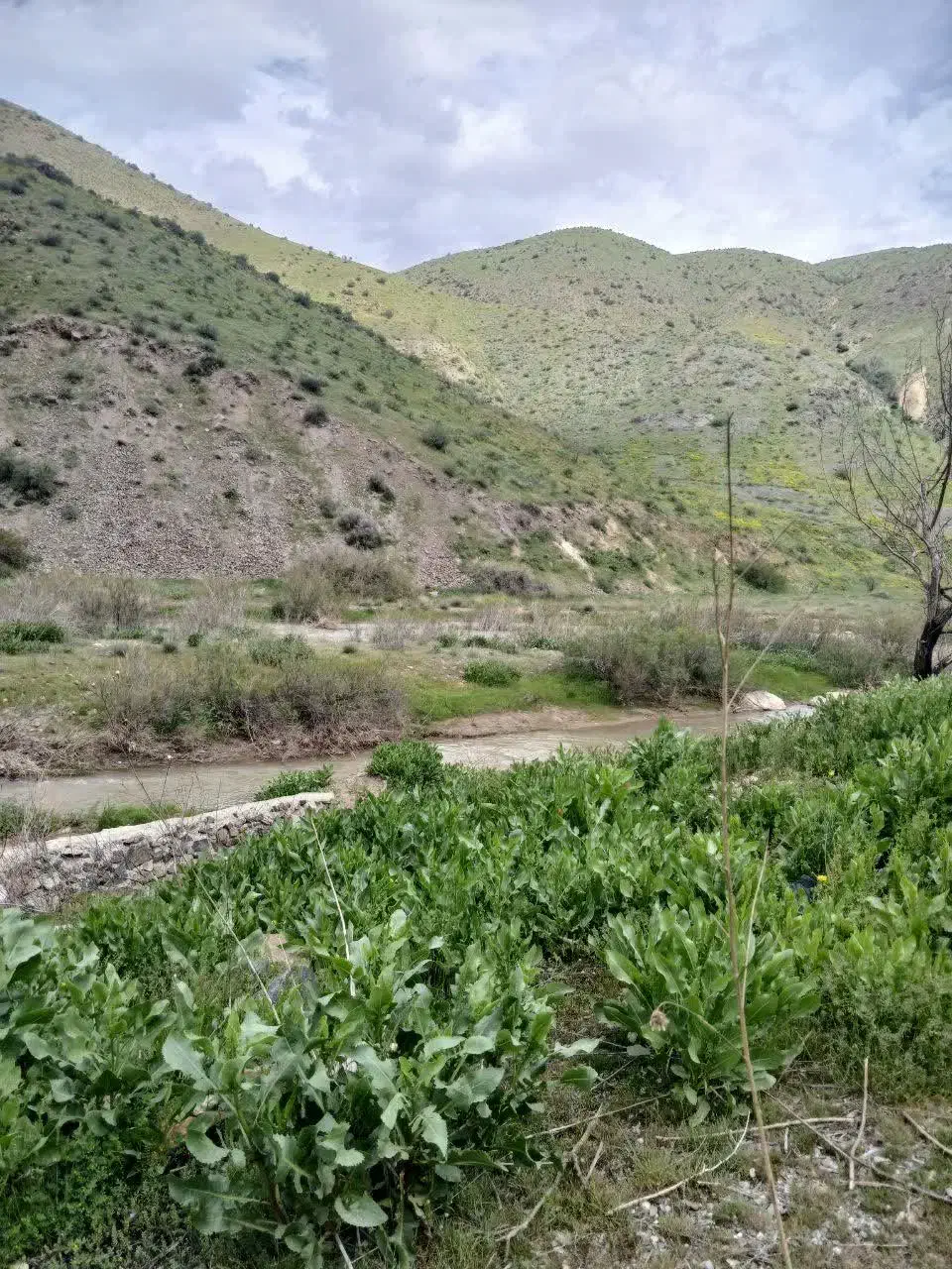 فروش زمین کشاورزی چسب بافت