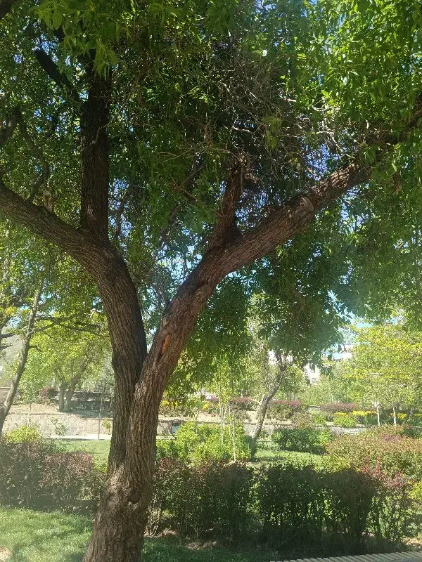 باغ شهرستانه