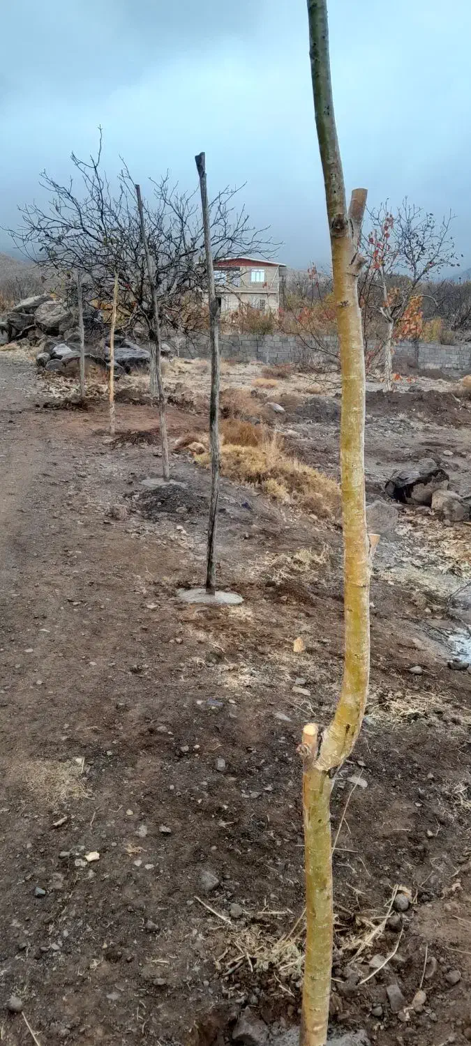 فروش زمینی کشاورزی،روستای گوغر،بافت(گودال)
