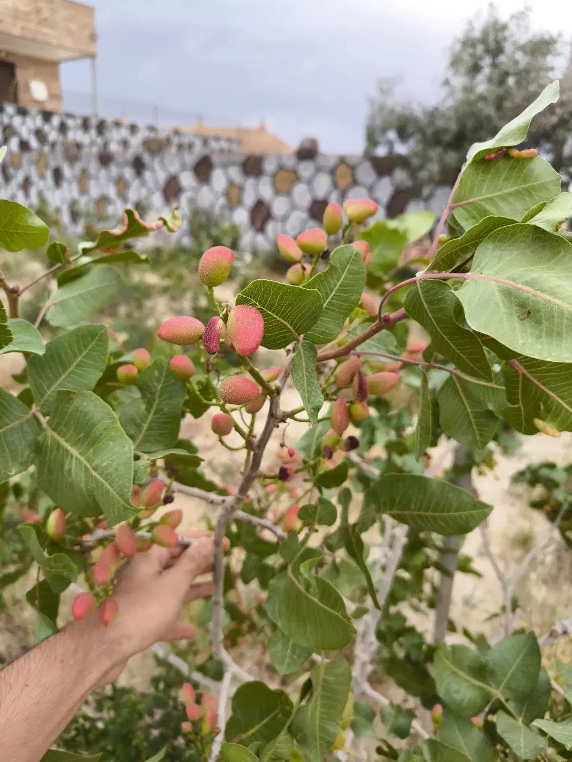 باغ پسته واقع در روستای آرجان