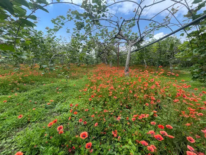 باغ کیوی دارای سند تک برگ باغی مسکونی