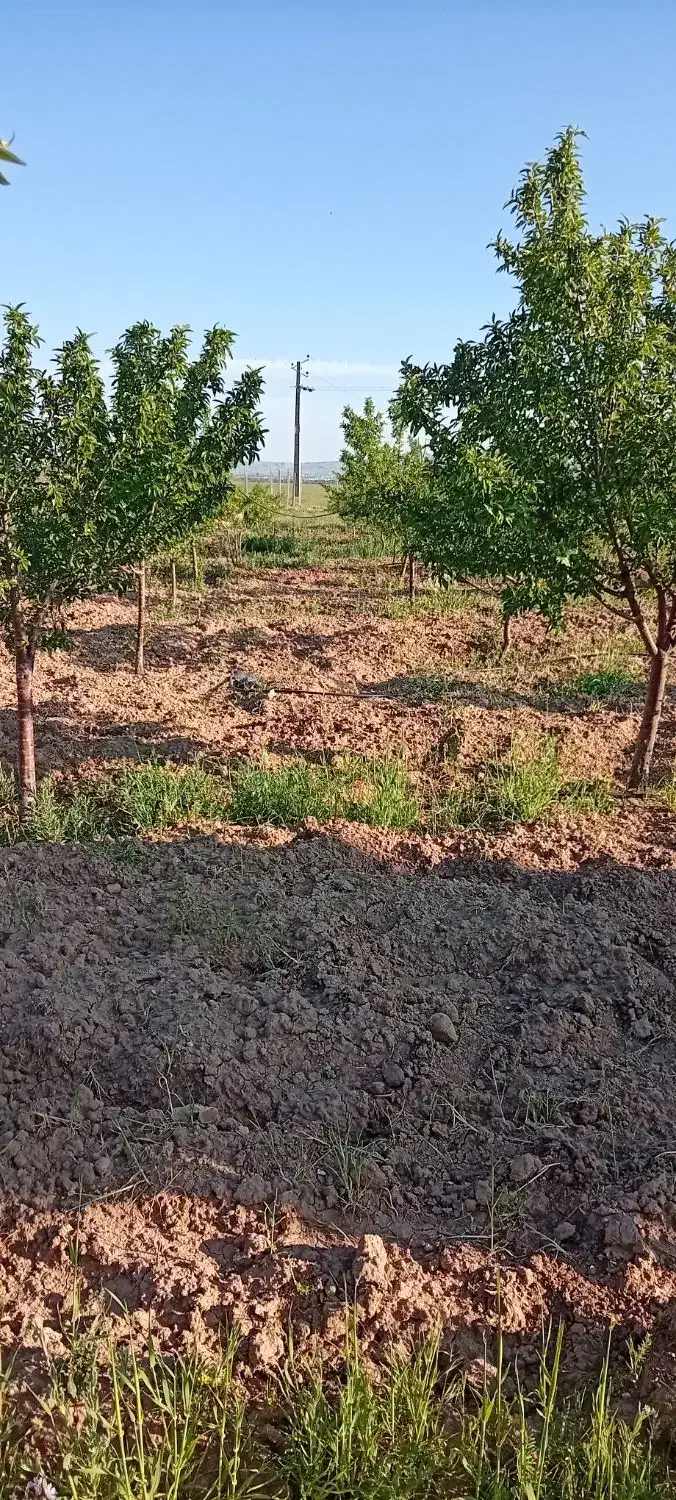 باغ بادامزار