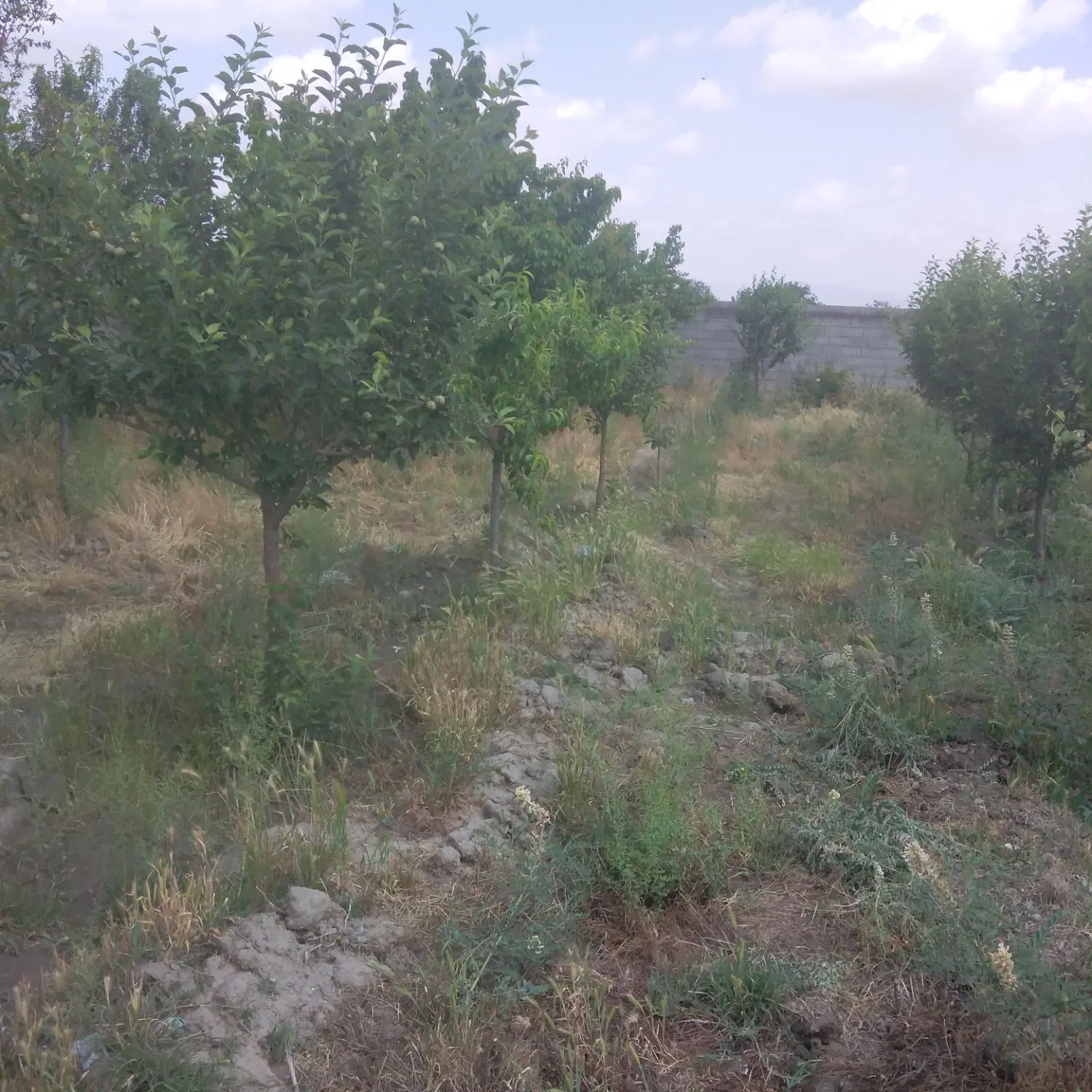 زمین شاهنامه 36