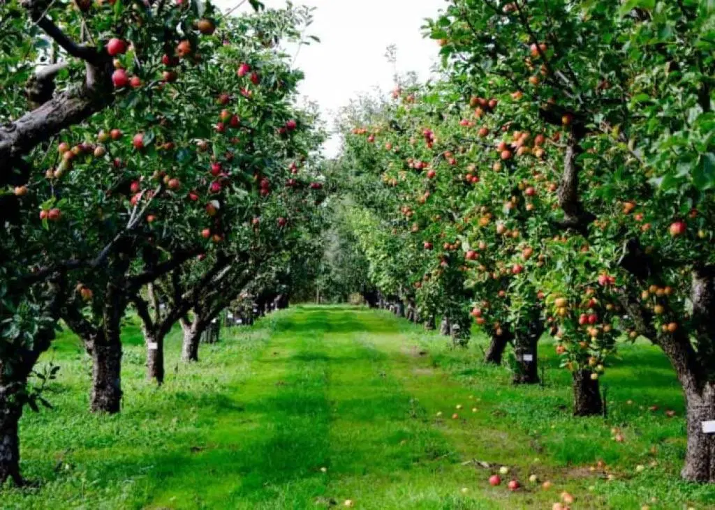 فروش باغ مرکبات ۱۱۵۰۰ متر در محموآباد_کلوده
