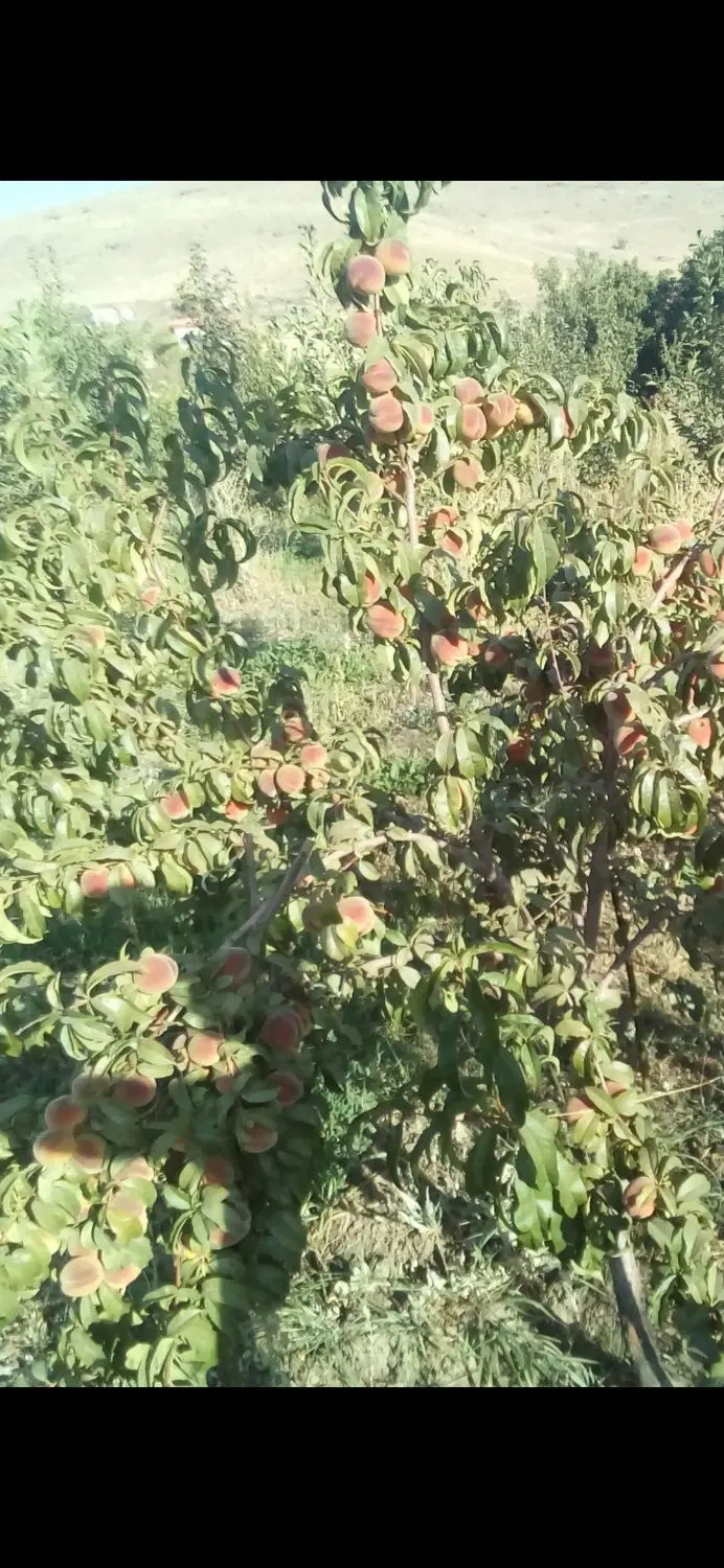 باغ بالاتر از ورکانه نرسیده به ارزانفود بحر جاده