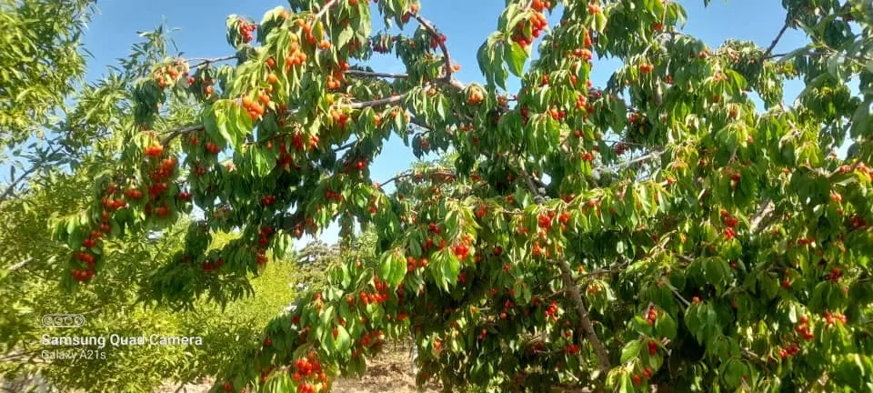 زمین ۱۸۰متری محله ۳۹ منظریه