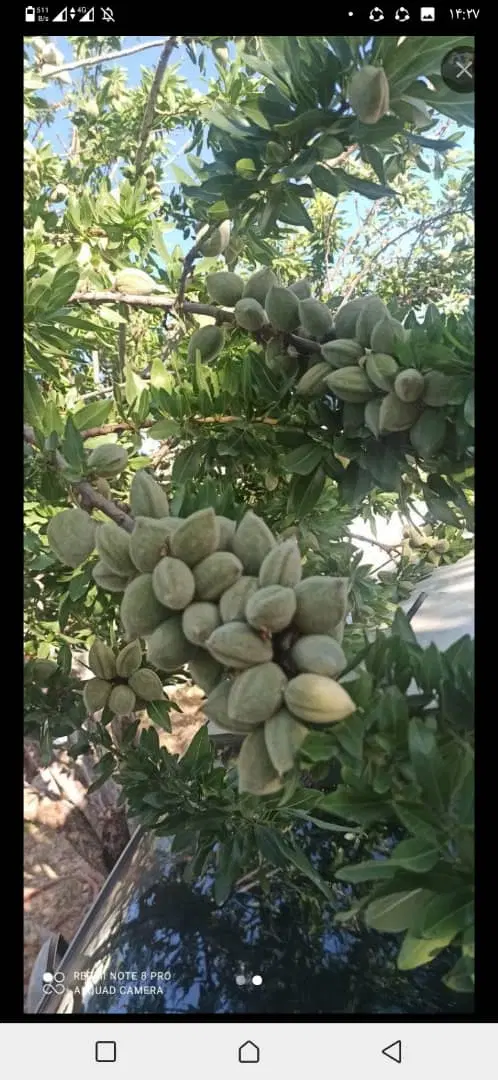 باغچه فروشی