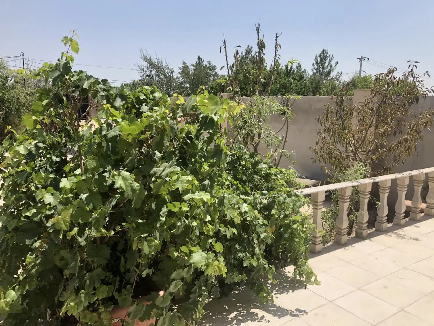 اجاره باغ ویلا با اسختر گرم  خالی