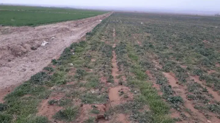 زمین کشاورزی