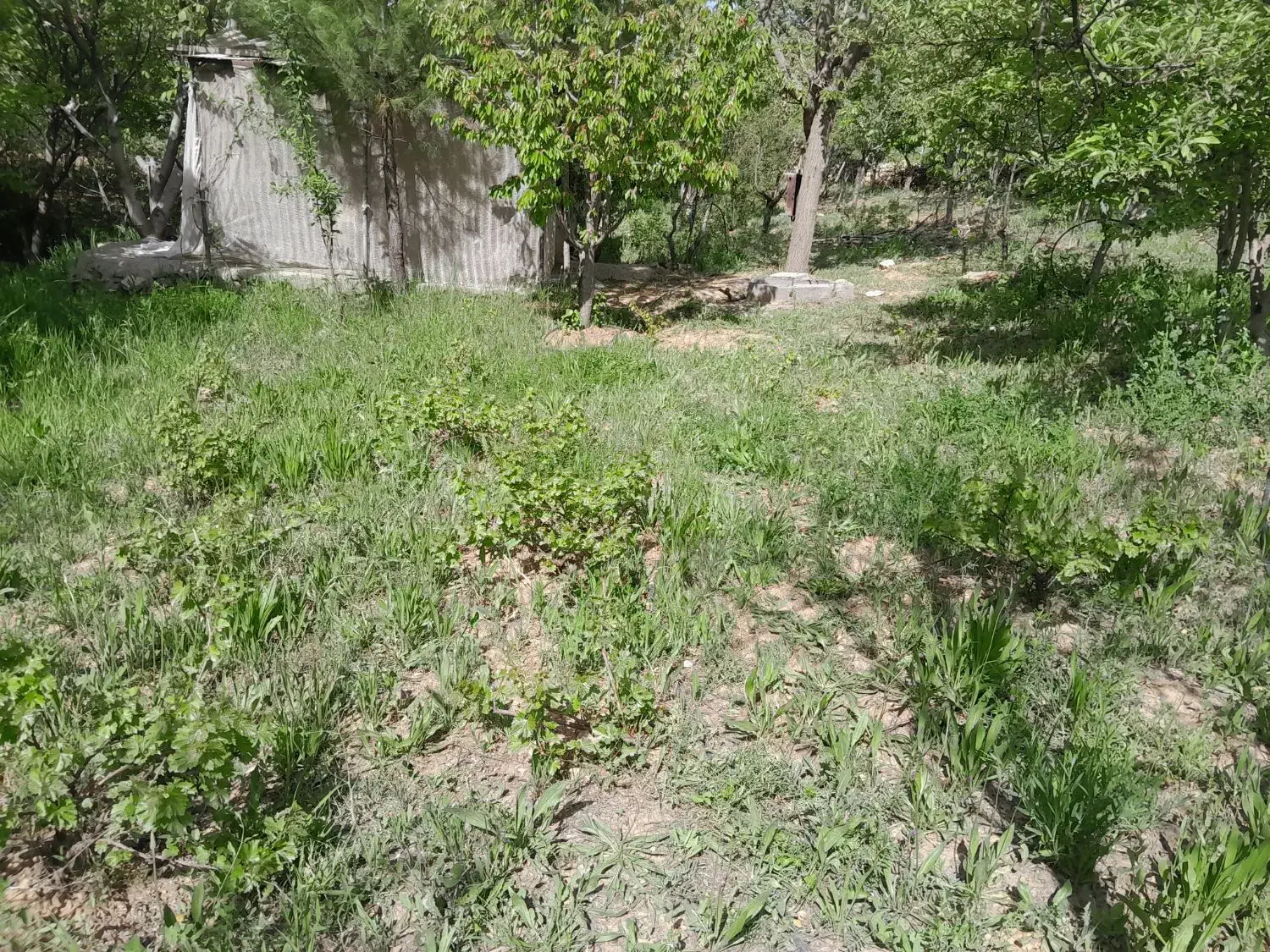 باغ فروشی