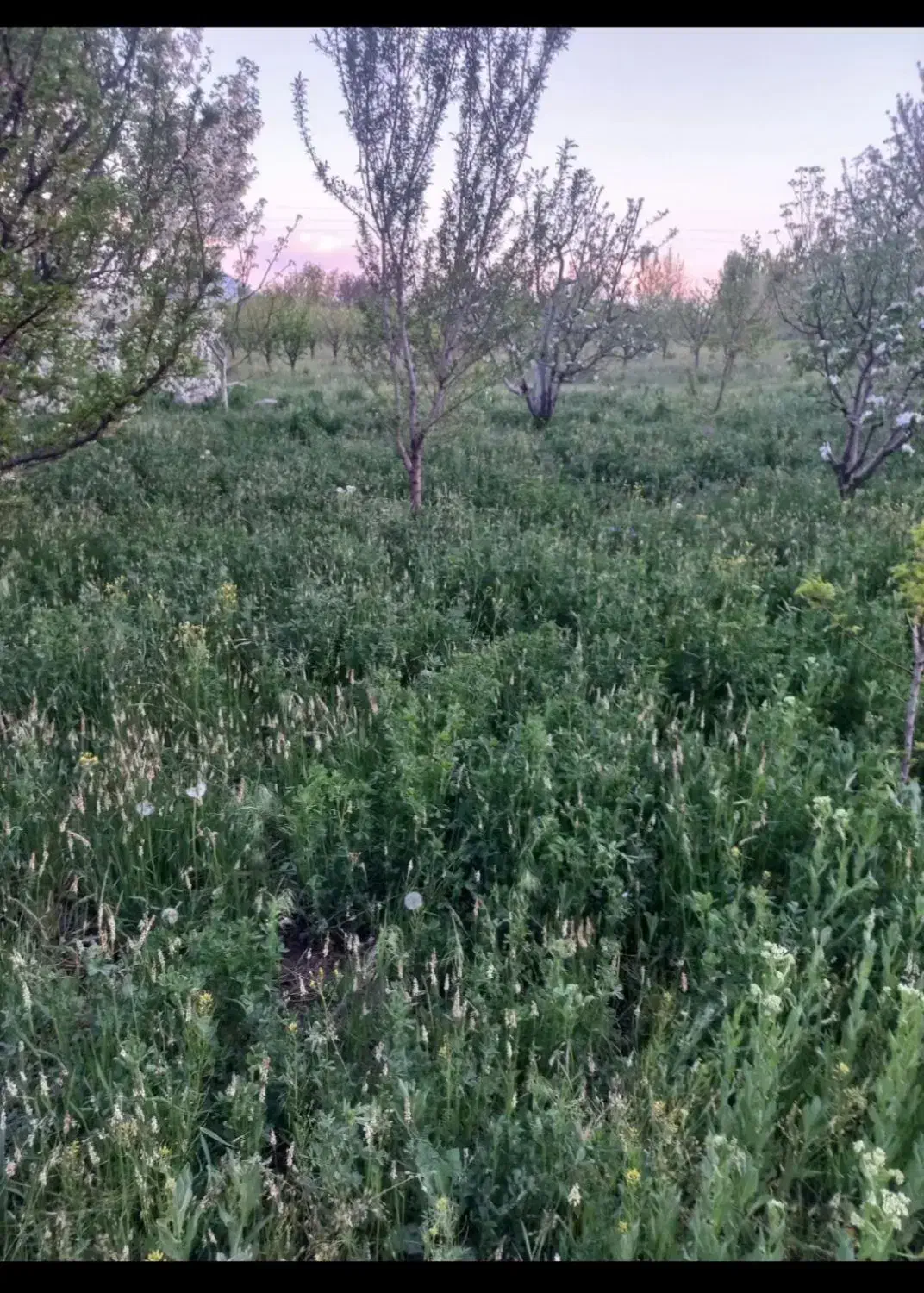 فروش یونجه تا پیچیم آخر در قبالش یه گوسفند میخام