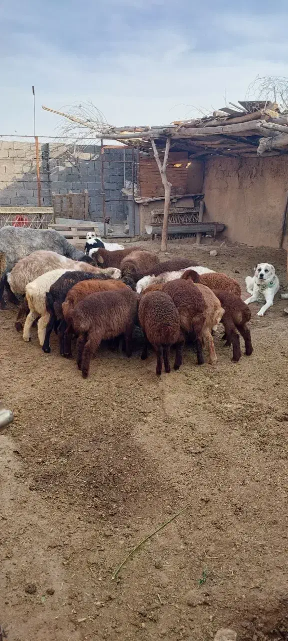 باغ وویلا