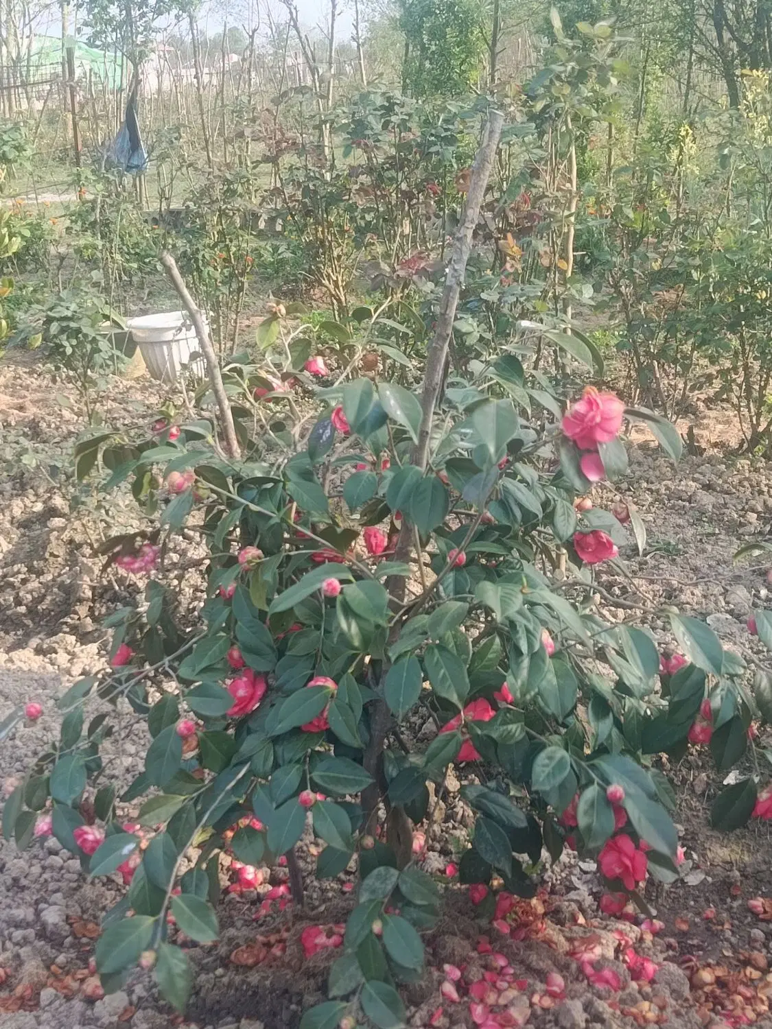زمین  ساخت ویلا روستای نوخاله گوهررود