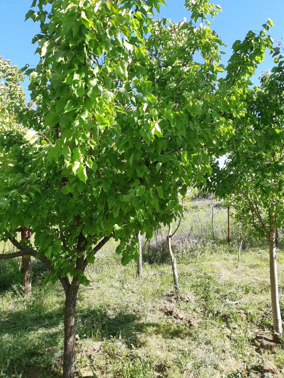 فروش باغ چنگیز قلعه
