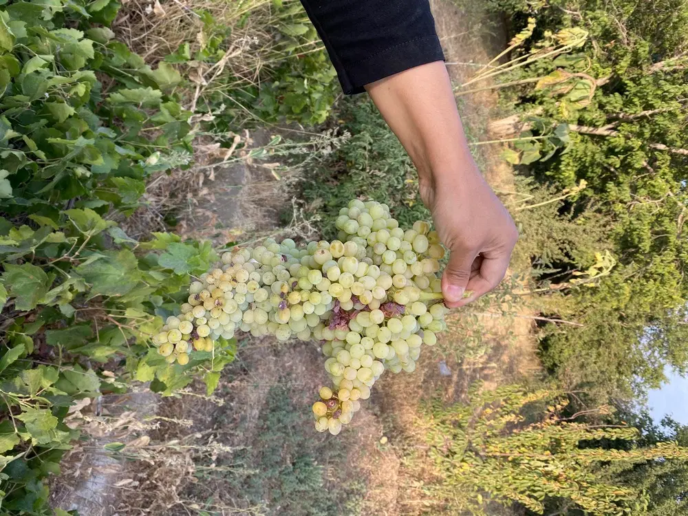 باغ ۴۰۰ متر در مریانج فروشی