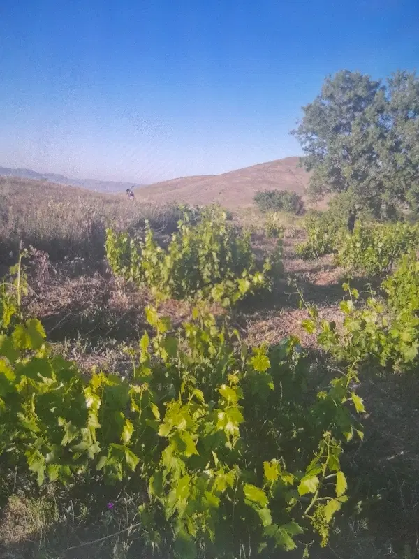 فروش باغ انگور در روستای کوی نیک