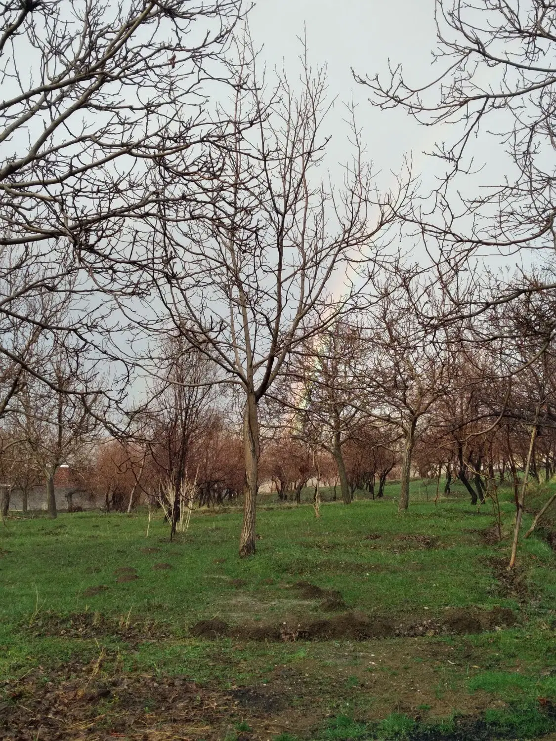 فروش باغ گرو زار در روستای انجلاس